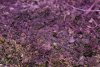 Grow 2020 March-5.jpg Grow 2020 March-5.jpg