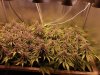 1667096_ripper-seeds-zombie-kush-3-grow-journal-by-cannapprentice-growdiariesripper-seedszombi...jpg 1667096_ripper-seeds-zombie-kush-3-grow-journal-by-cannapprentice-growdiariesripper-seedszombi...jpg