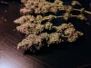 1771667_ripper-seeds-zombie-kush-3-grow-journal-by-cannapprentice-growdiariesripper-seedszombi...jpg 1771667_ripper-seeds-zombie-kush-3-grow-journal-by-cannapprentice-growdiariesripper-seedszombi...jpg