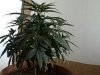 May162007-VID00007_4.jpg