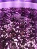 1929563_crop-king-seeds-white-widow-grow-journal-by-clstr8cropkingseedswhite-widow.jpg