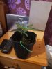 IMG_20200401_174812.jpg