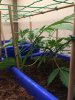 Dinafem CBD Autoflower.jpg