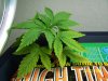 Green 001.jpg