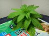 Green 002.jpg