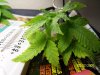 Green 003.jpg