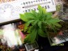 Green 005.jpg