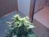 three headed head nug1.jpg