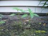 mj plants 113.jpg