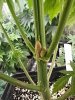 IMG_20200410_061617.jpg