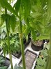 IMG_20200410_061836.jpg