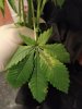 leaf2.jpg