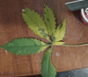 leaf.png