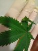 leaf8.jpg