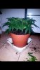 Screenshot_20200413-225207_Gallery.jpg