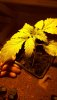 IMG-20200414-WA0000.jpeg