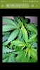 Screenshot_20200417-022901_Chrome.jpg