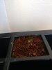 Plant.jpeg