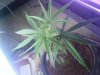 DSCF0363.jpg