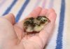 Quail 1.jpg