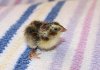 Quail 2.jpg