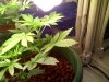 WhiteWidowMax_3week (6).jpg