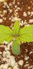 Screenshot_20200418-213901_Gallery.jpg