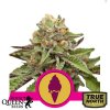green-gelato-rqs.jpg