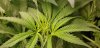 flower_sites_4_22_2020.jpg flower_sites_4_22_2020.jpg