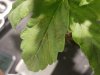 Rusty_Leaves_2.jpg