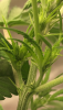 B1A4B93D-E7B6-47B5-9AAD-89A3A76F3231.png