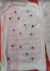Seeds.png Seeds.png