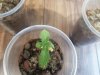 IMG_20200427_200704.jpg
