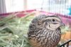 danquail.jpg