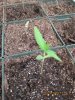 grow 003.jpg