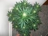 100_0539.jpg