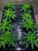 clones.JPG clones.JPG
