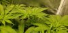 OG2_flower_sites_4_28_2020.jpg