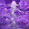 2143585_crop-king-seeds-train-wreck-grow-journal-by-clstr8cropkingseedstrain-wreck.jpg