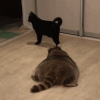 103201714073533406.gif