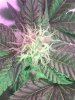 4623C894-CE3D-470C-9CC1-2C7B9F57B427.jpeg