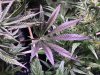 1492657_grow-5-purple-hazeilgmpurple-haze.jpg