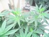 THC Bomb, Caramelicious. Five weeks, time to flower 002.JPG