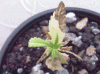 plant11.gif