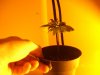 May 26clones (2).jpg