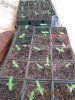 grow526 001.jpg