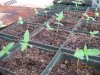 grow526 002.jpg