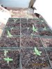 grow526 003.jpg