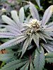 Black ghost og .jpg Black ghost og .jpg