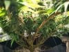 lower layer of smaller buds.jpg